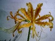 Lycoris aurea